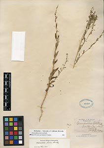 Herbarium Sheet of 